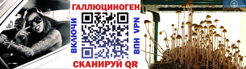 купить наркоту  Уфа  Галлюциногенные грибы Psilocybe 